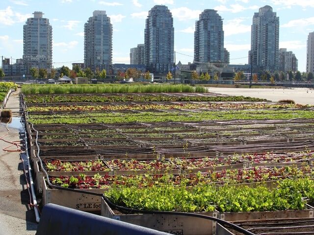 Solefood farm