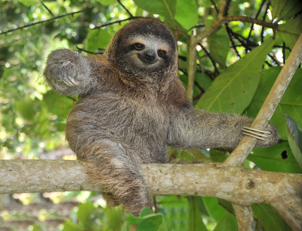 Amazon sloth
