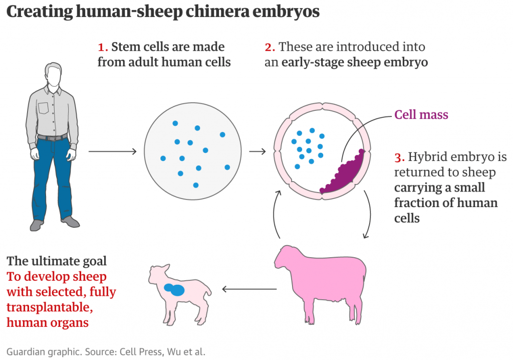 Creating human-sheep chimera embryos