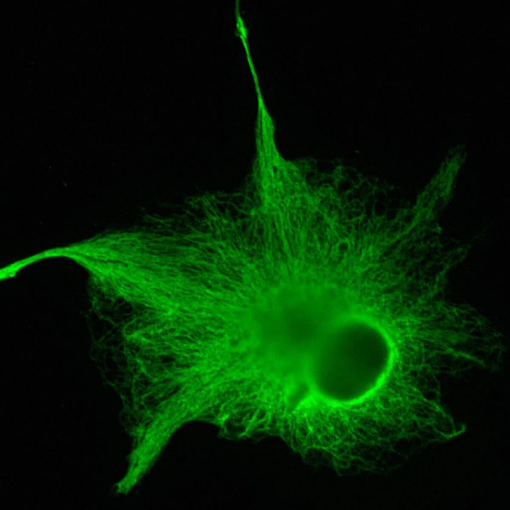Human glial cells