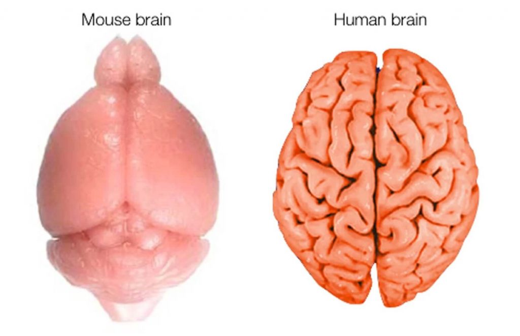 The human brain is relatively large and very wrinkled. Wrinkles increase the surface area for neurons.