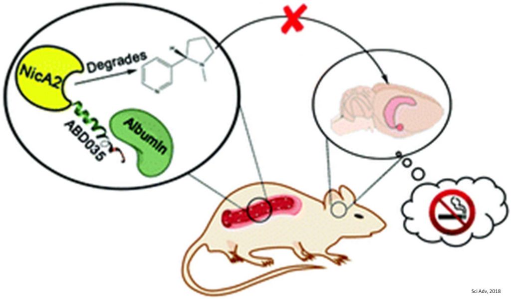 chart showing the nicotine addiction cycle in rats