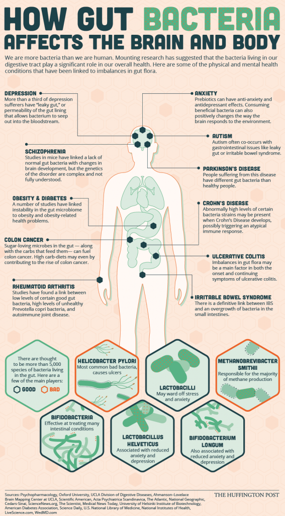 How gut bacteria affects the brain and body