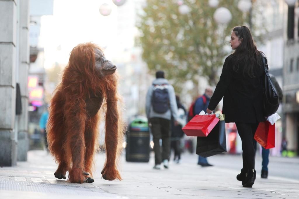Iceland Robotic Orangutan