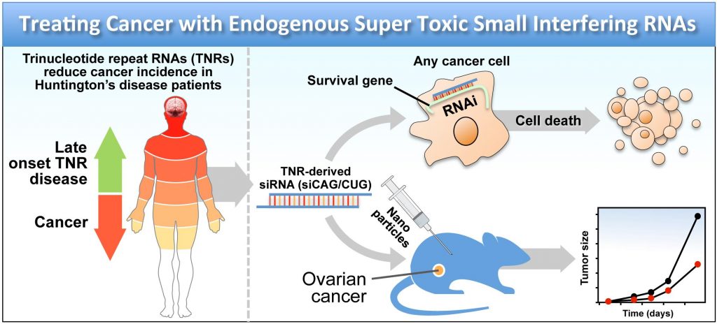 Treating Cancer with Endogenous Super Toxic Small Interfering RNAs