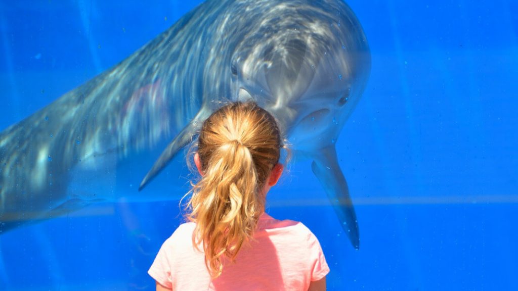 A dolphin in a tank looking at a girl through the glass
