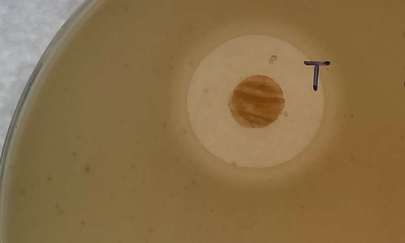 Zone of inhibition produced by Streptomyces sp myrophorea on a lawn of MRSA. The bacteria is the brown spot, and the lighter color around the spot shows that it is inhibiting the spread of the MRSA which is surrounding it.