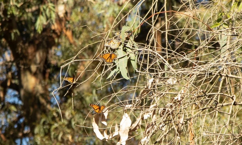 Monarch butterflies
