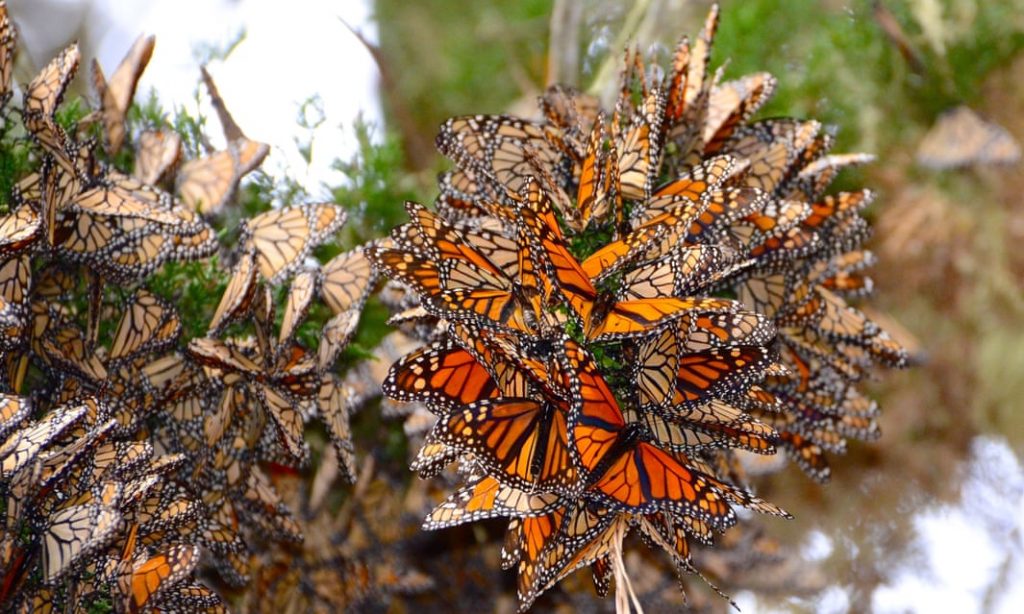 Monarch butterflies