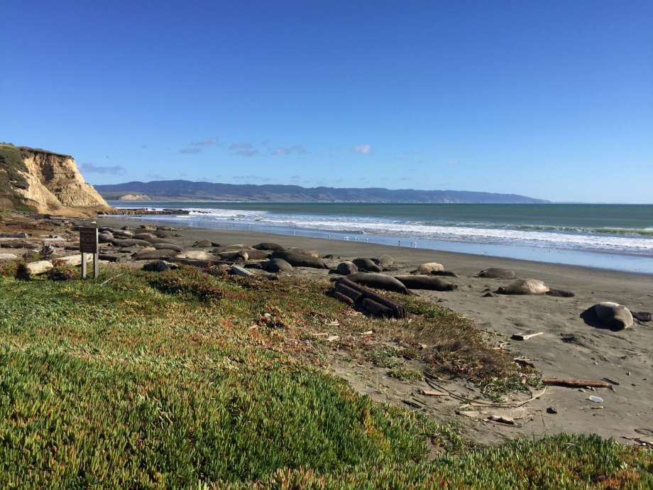 Seals at the beach