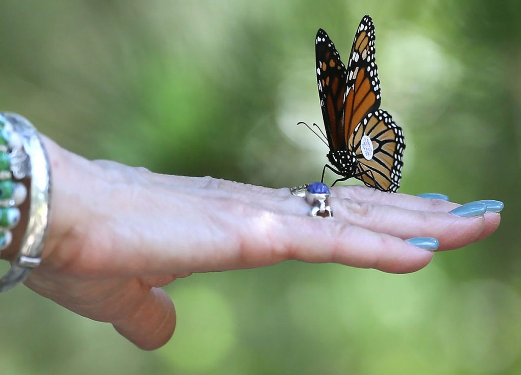 Monarch
