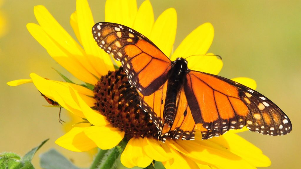 Monarch