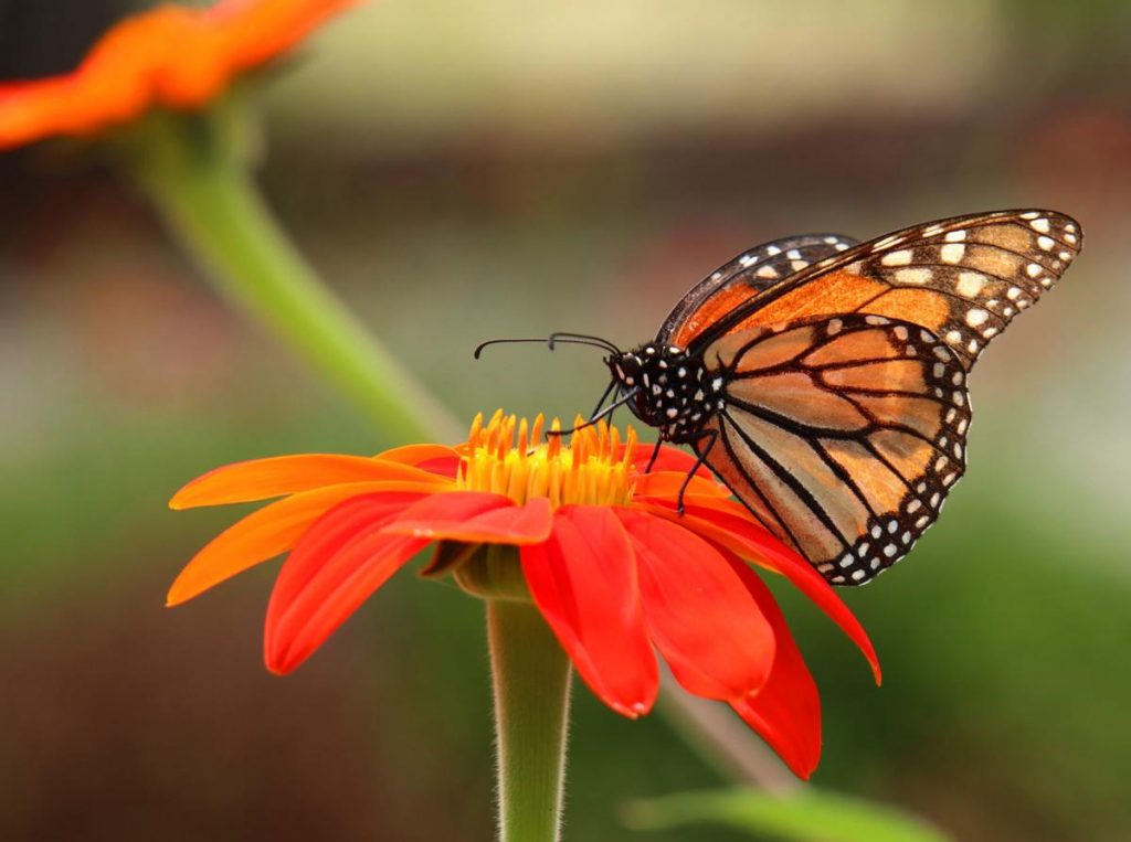 Monarch butterfly
