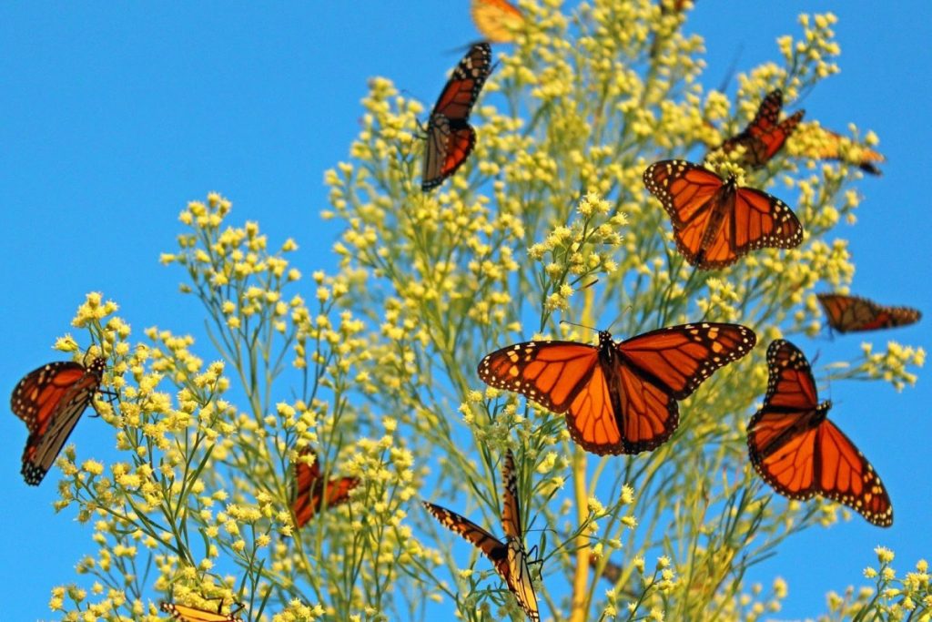 Monarchs migrating