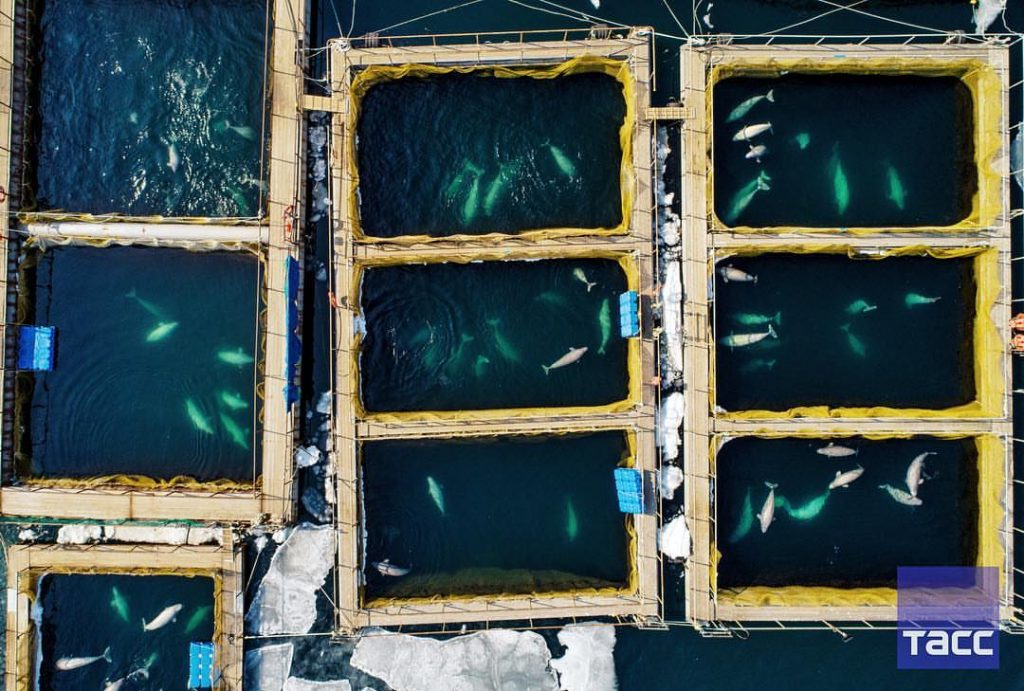 A whale jail containing orcas and beluga whales