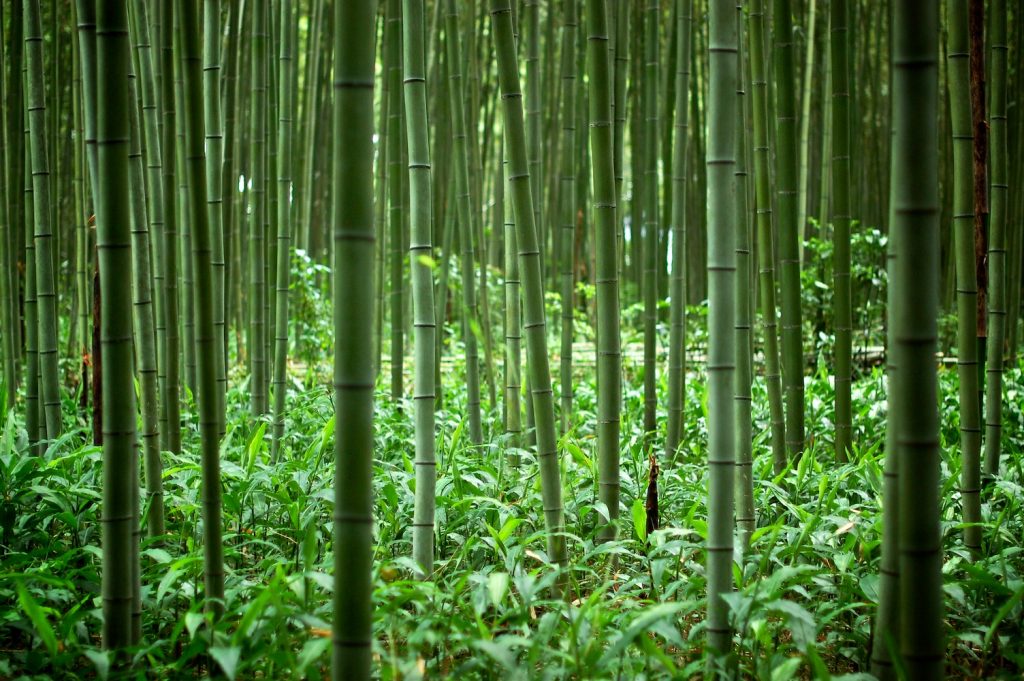 Trees