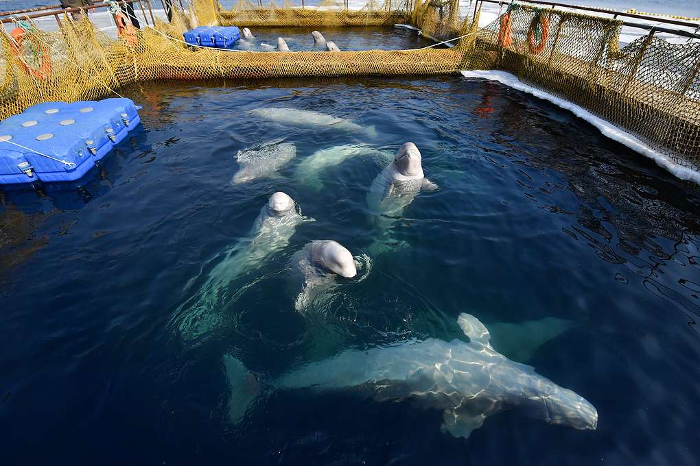 Beluga whales trapped in east russia