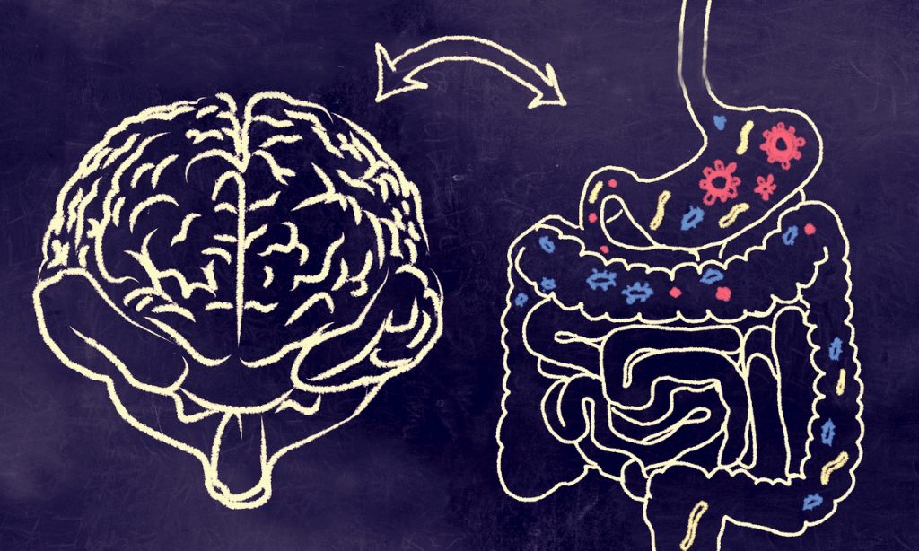 Brain gut connection