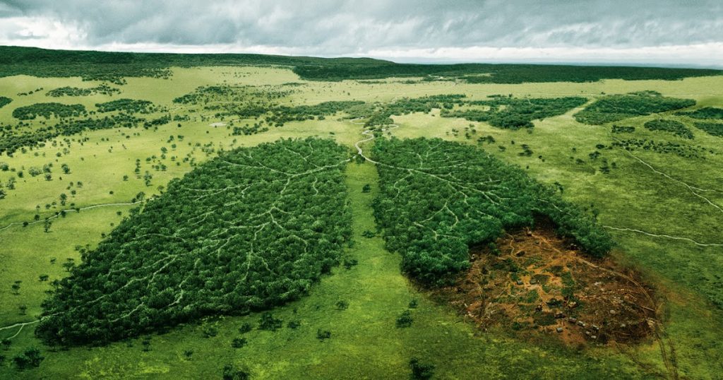 Deforestation