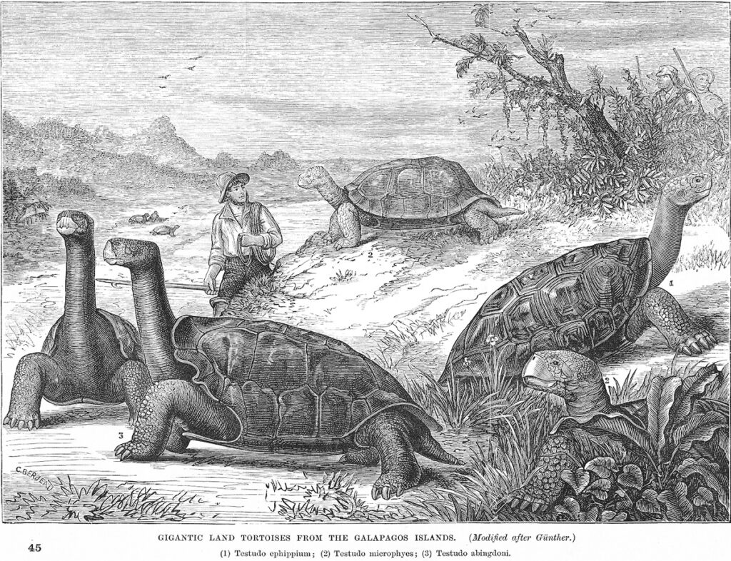 Depiction of giant tortoises on the Galápagos islands