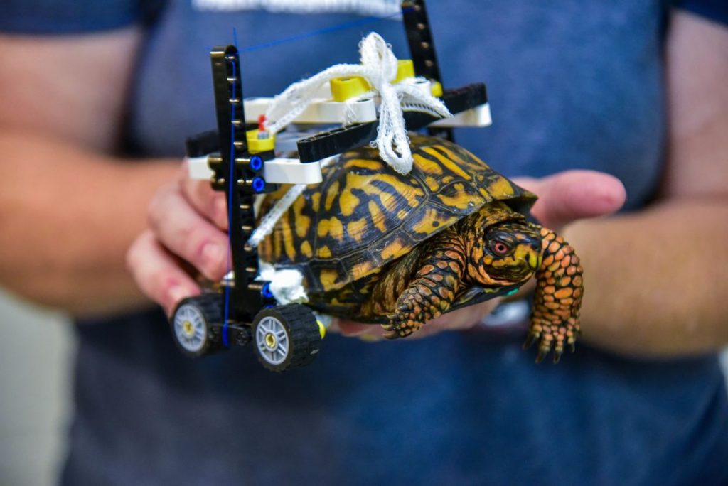 Turtle wheelchair