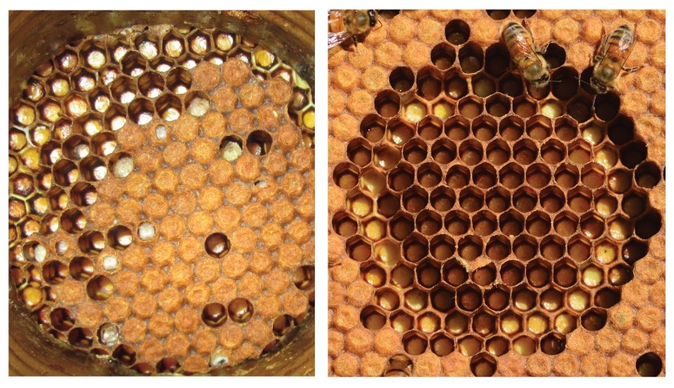 The unhygienic bees (left) and hygienic bees (right).