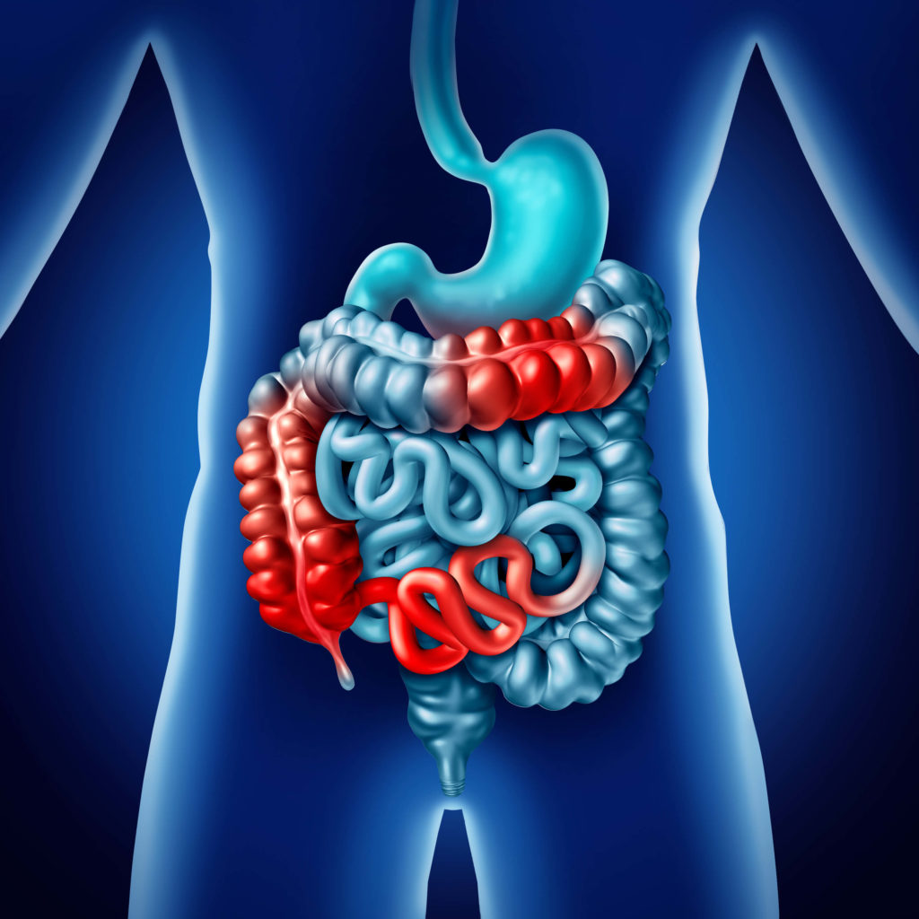 Intestinal Tract