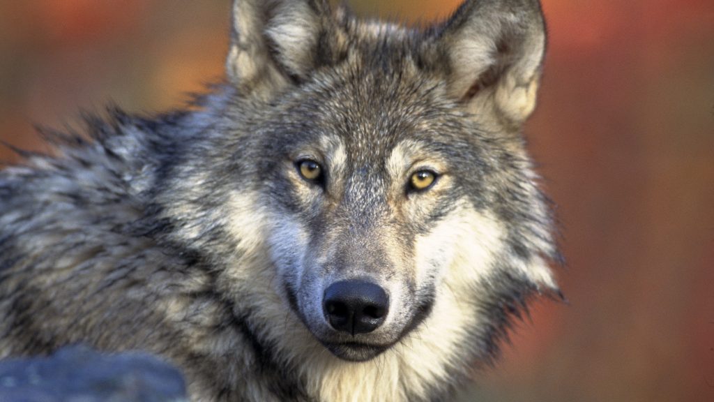 Gray wolf