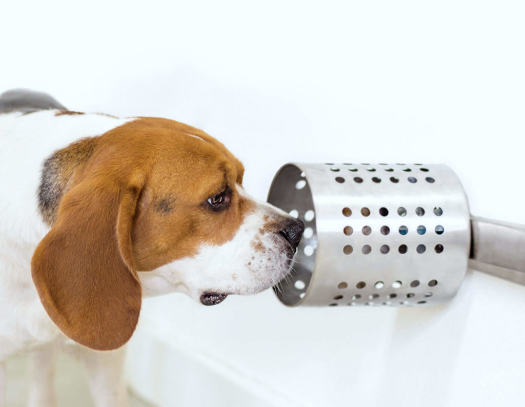 Dog cancer smell study