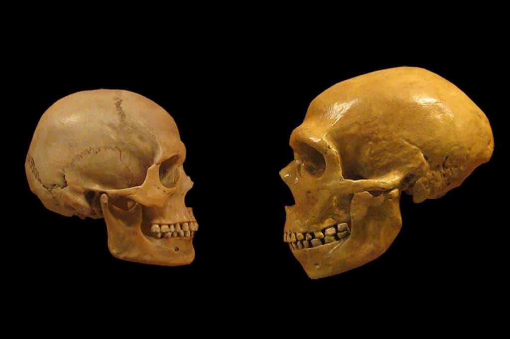 Neanderthal and humans kulls