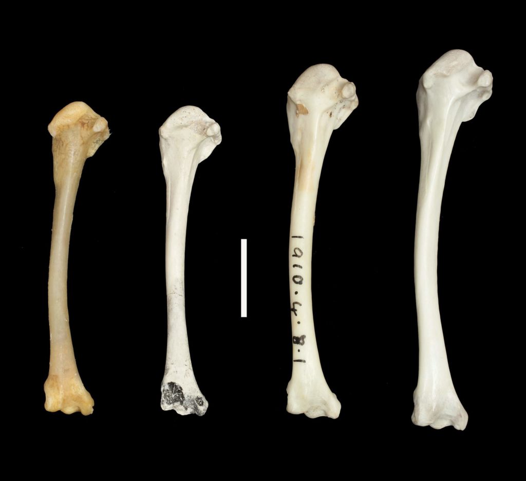 Wing bones fossils of flighted (right) and flightless (left) Dryolimnas rails. Dr. Julian Hume