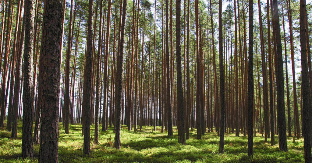 English woods