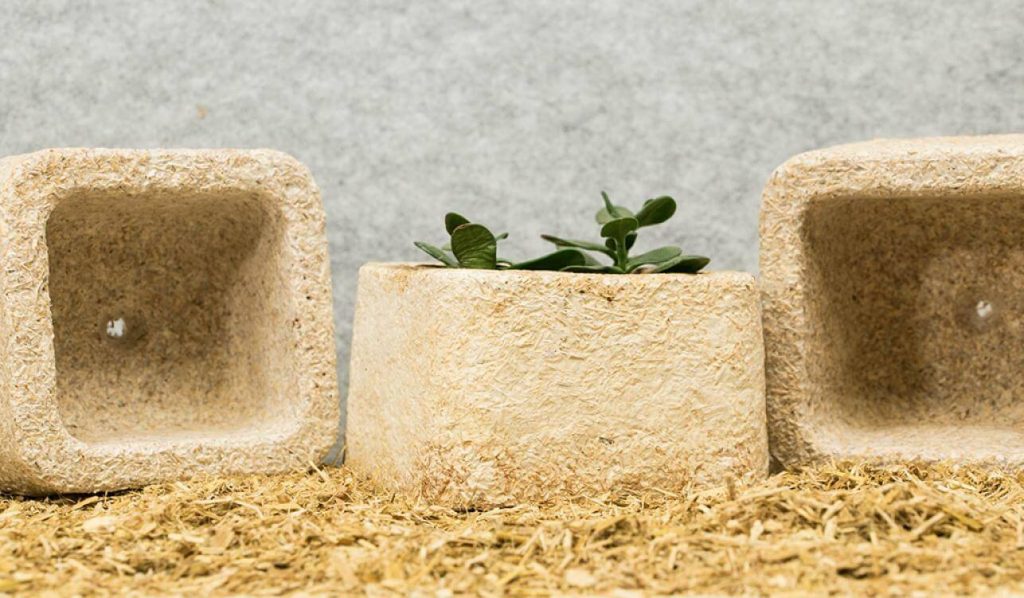 The mushroom-bases packaging with a plant