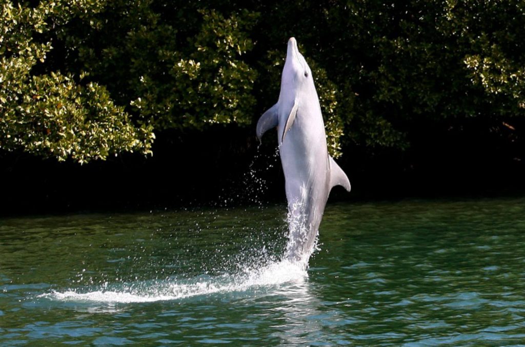 Dolphin walking on water