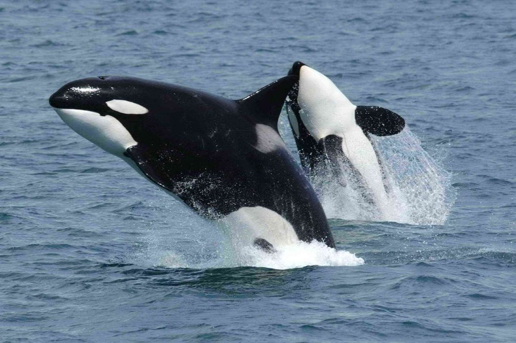 Orcas jumping