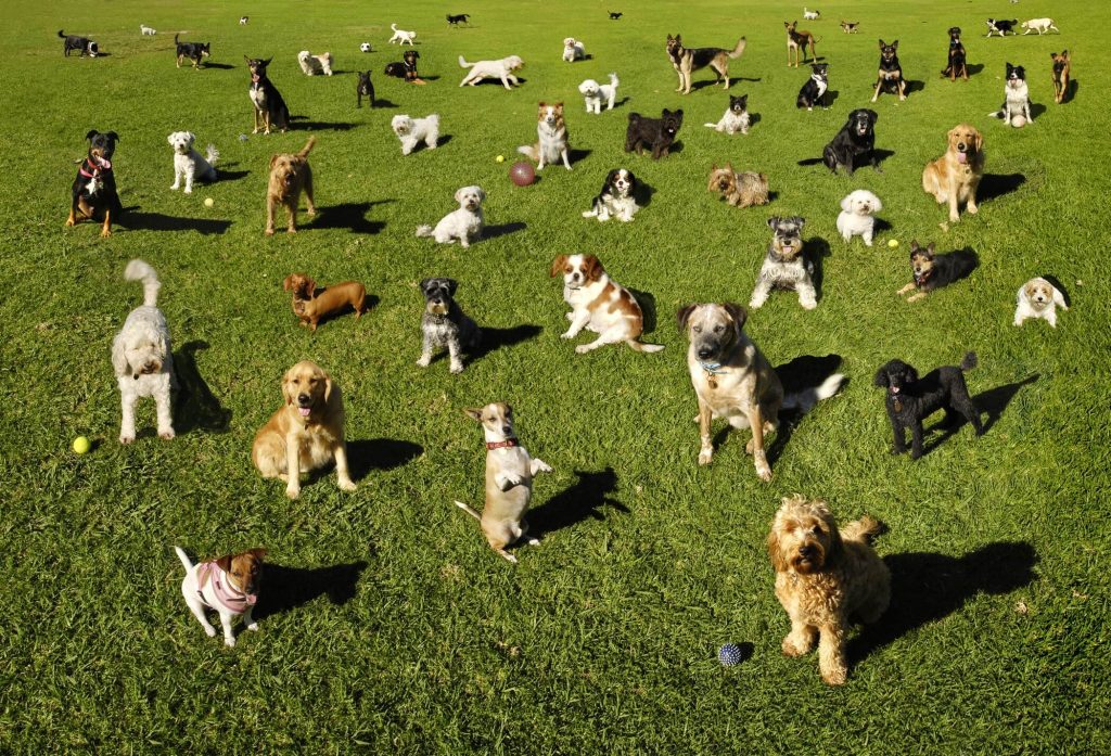 Dogs sat in a park