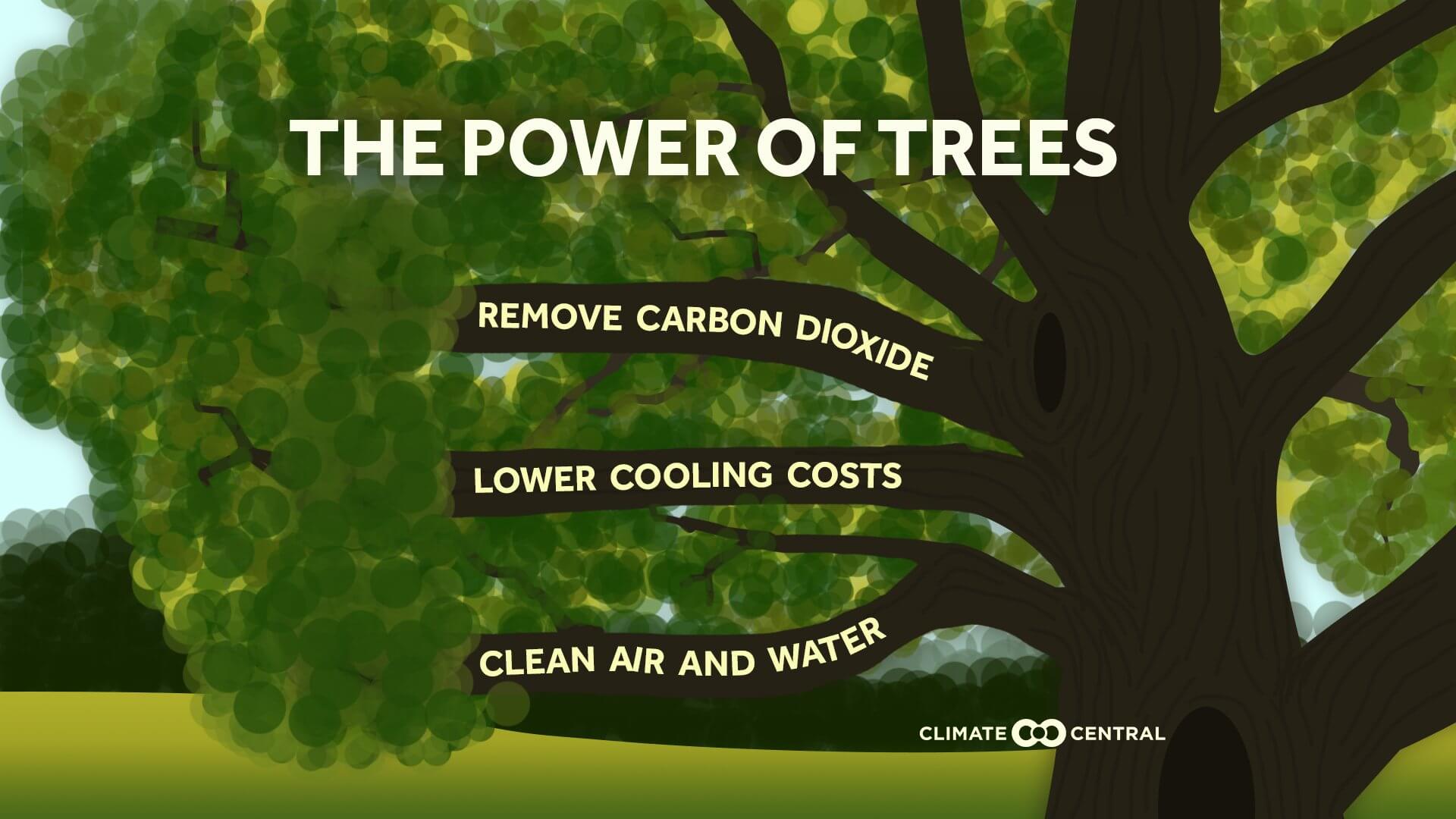 Contribution For Tree Planting Trees Is The Most Effective And Cheapest Way To Tackle Climate ...
