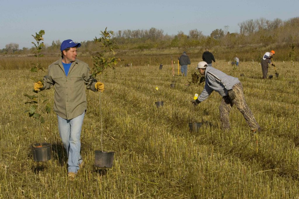 Planting trees