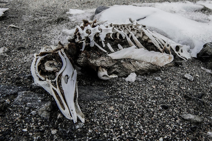 Adélie chick skeleton
