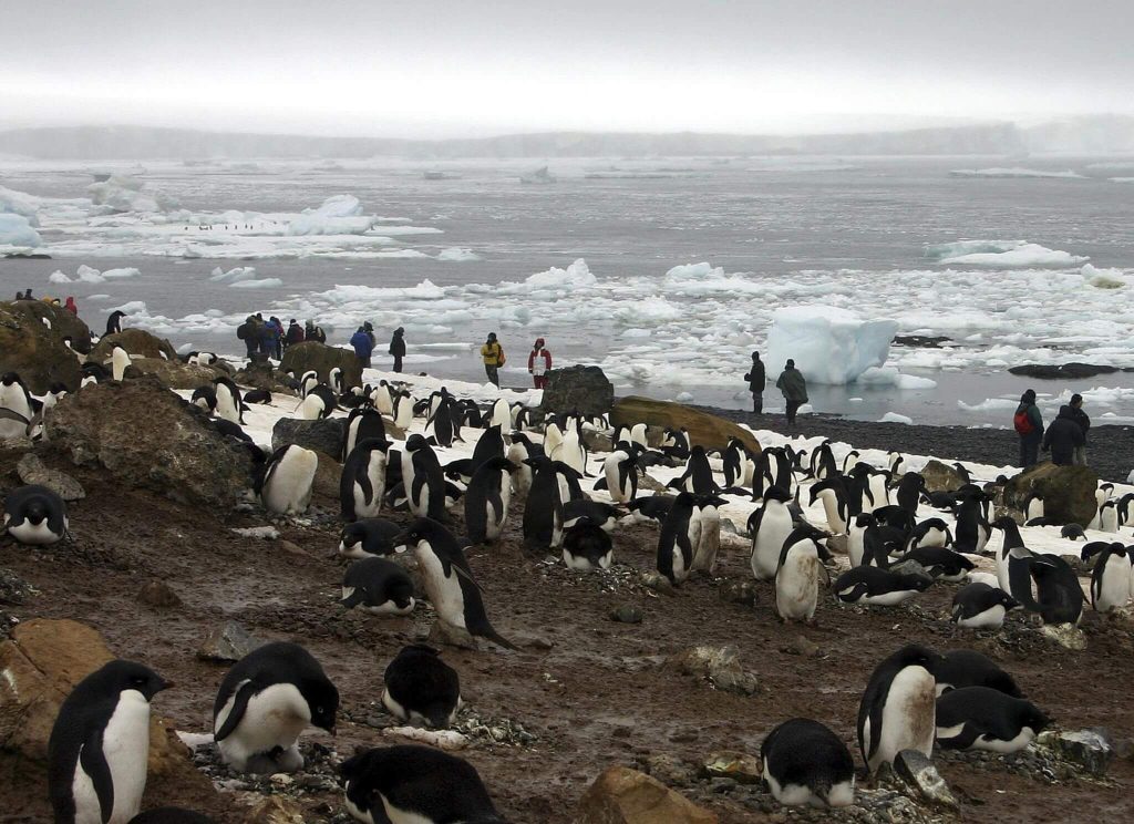Adélie penguins