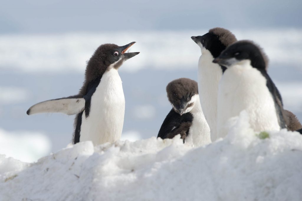 Only 2 penguin chicks survive in a colony of 40,000 due to starvation brought upon by climate crisis