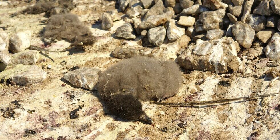 Only 2 penguin chicks survive in a colony of 40,000 due to starvation brought upon by climate crisis
