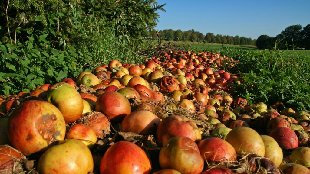 over 1 billion pounds of food goes to waste before ever reaching UK supermarkets