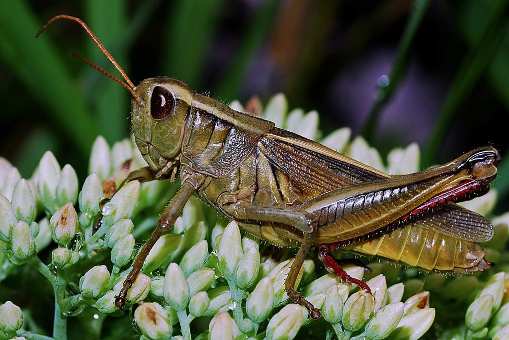 grasshopper