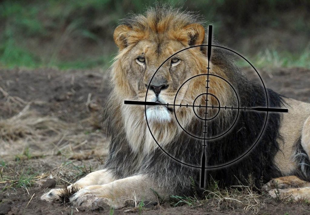 War increases illegal hunting