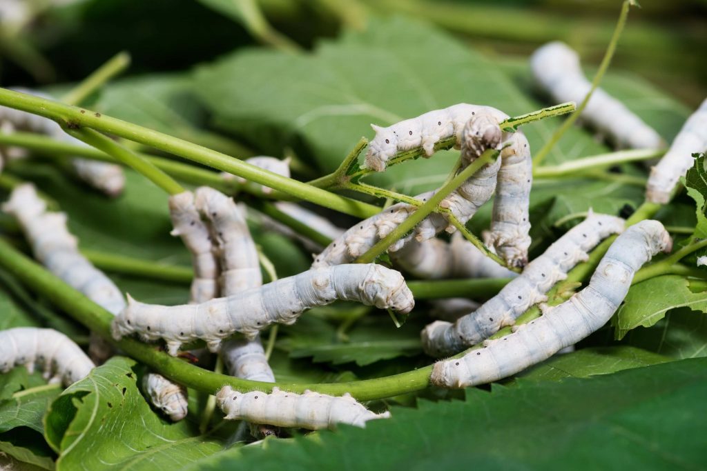 Silkworms