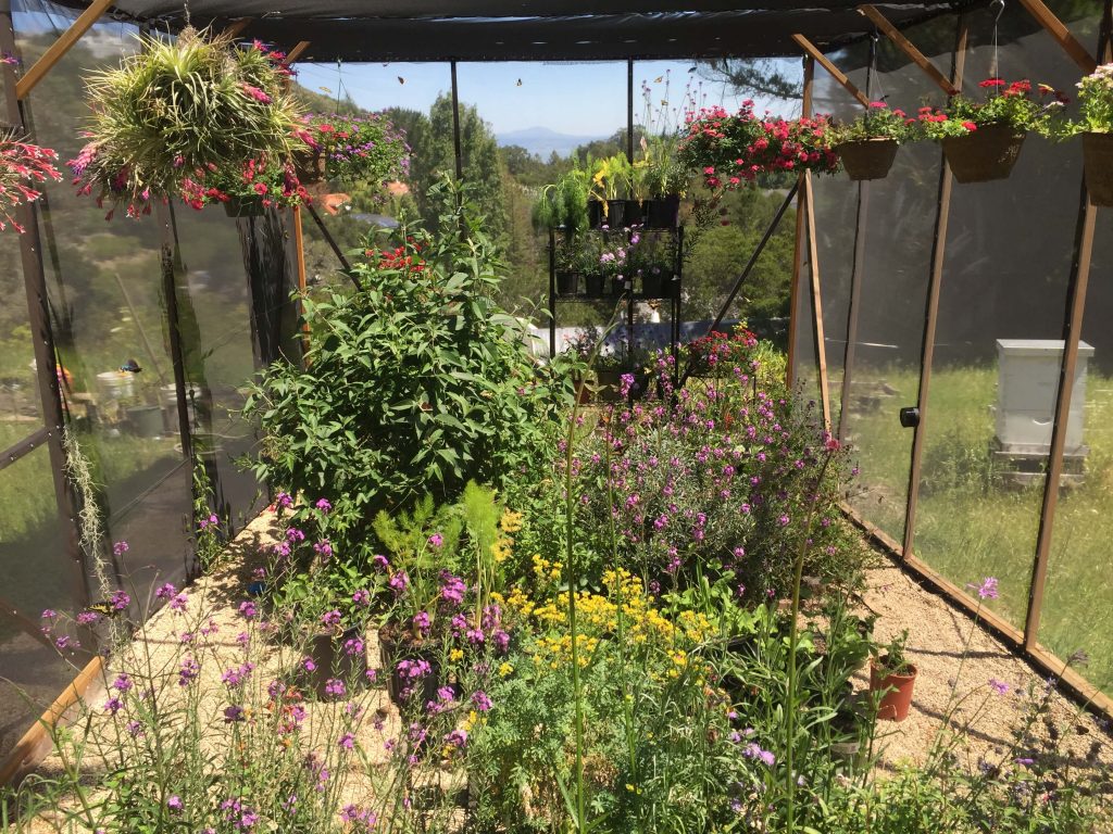 Tim Wong's backyard butterfly enclosure includes the California pipevine plant, along with other native flora, to make the butterflies feel at home