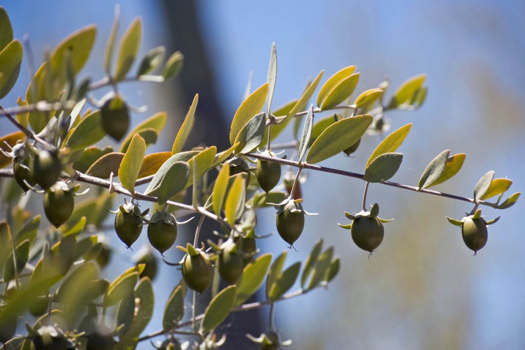 Seeds on a Female Jojoba Bush. Credit: Ken Bosma