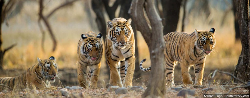 Tiger population increasing in India