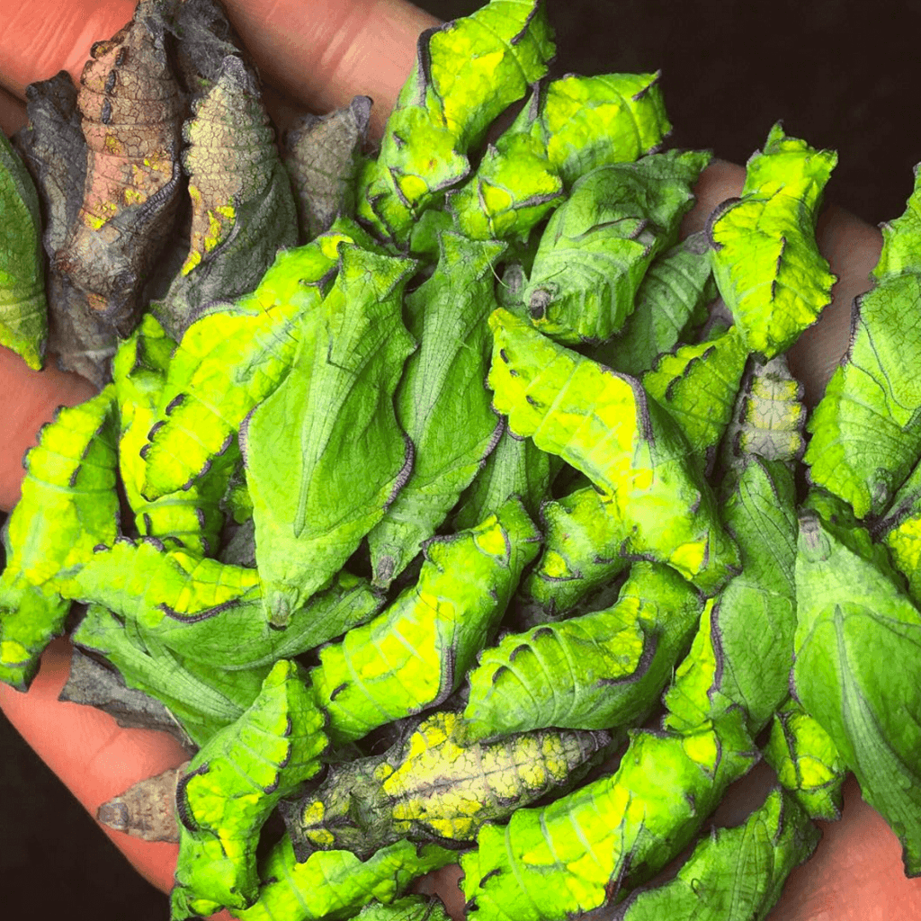 Caterpillars pupate into chrysalises, remaining in this state for up to several years before emerging as butterflies. While inside, their bodies liquefy and reform as completely new creatures.